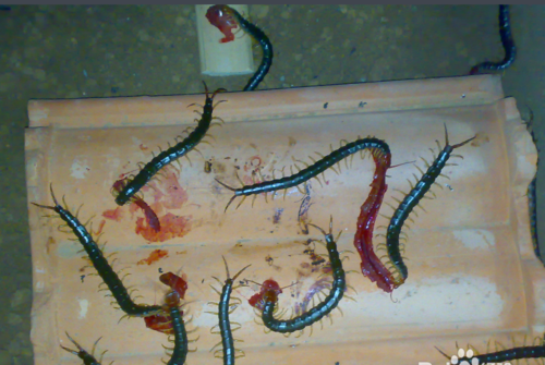 用什么办法才能杀死家里的蜈蚣卵