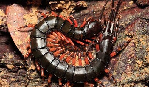 蜈蚣怎么消灭最彻底,家里有蜈蚣窝怎么办图2