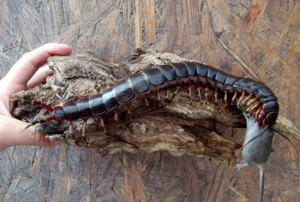 蜈蚣怎么消灭最彻底,家里有蜈蚣窝怎么办图5