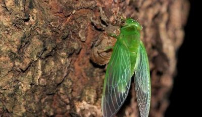 蝉是一种怎样的动物,蝉是一种什么样的生物图片