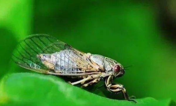 蝉是一种怎样的动物,蝉是一种什么样的生物图片图4