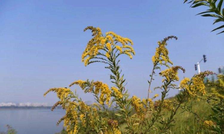 加拿大一枝黄花到底是什么济南发现一株,为什么如临大敌