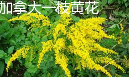 加拿大一枝黄花是什么,热搜第一的“加拿大一枝黄花”是什么来头?它对农业有哪些危害?图5