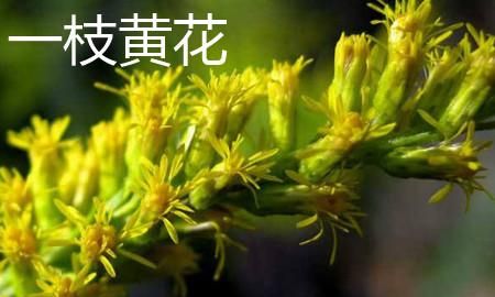 加拿大一枝黄花是什么,热搜第一的“加拿大一枝黄花”是什么来头?它对农业有哪些危害?图8