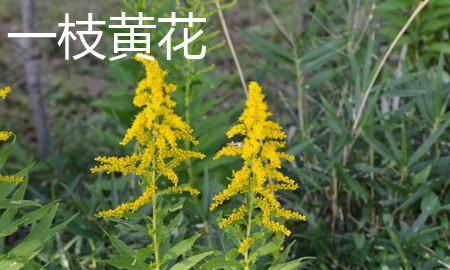 加拿大一枝黄花是什么,热搜第一的“加拿大一枝黄花”是什么来头?它对农业有哪些危害?图4