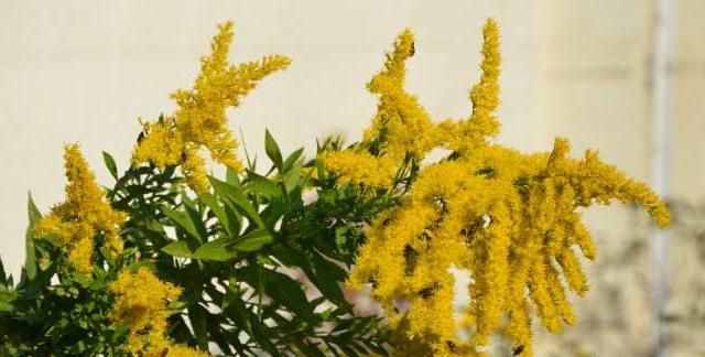 加拿大一枝黄花是什么,热搜第一的“加拿大一枝黄花”是什么来头?它对农业有哪些危害?图3