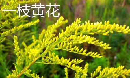 加拿大一枝黄花是什么,热搜第一的“加拿大一枝黄花”是什么来头?它对农业有哪些危害?图6