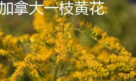 加拿大一枝黄花是什么,热搜第一的“加拿大一枝黄花”是什么来头?它对农业有哪些危害?图9