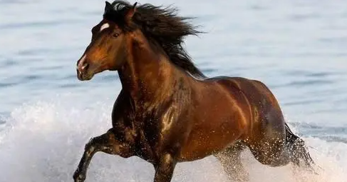 千里马的意思和造句,千里马造句图1