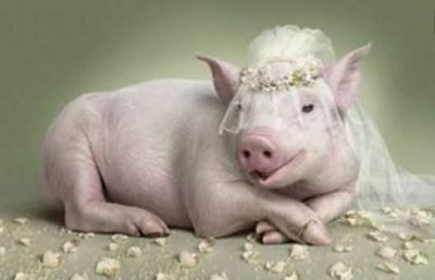 ​关于猪的笑话，有关猪的笑话？