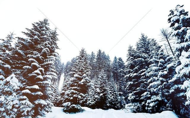 圣诞树是什么树,圣诞树原型是什么树?图5