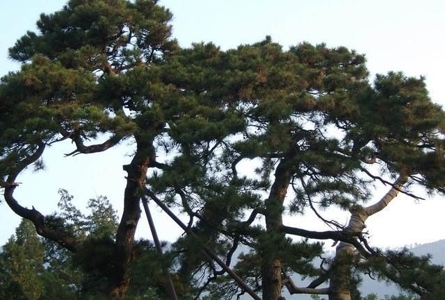 圣诞树是什么树,圣诞树原型是什么树?图4