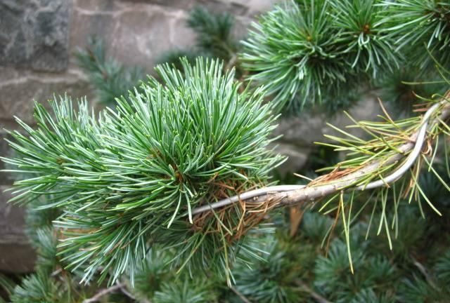 圣诞树是什么树,圣诞树原型是什么树?图6