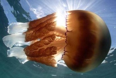 水母能吃吗,倒立水母能吃么?