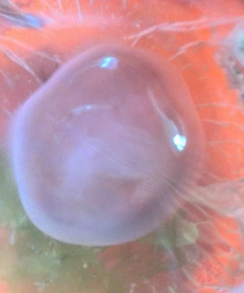 海边捡的海蜇能吃吗