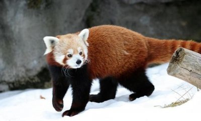 小熊猫是几级保护动物,大熊猫为什么是国家一级保护动物,小熊猫却是国家二级