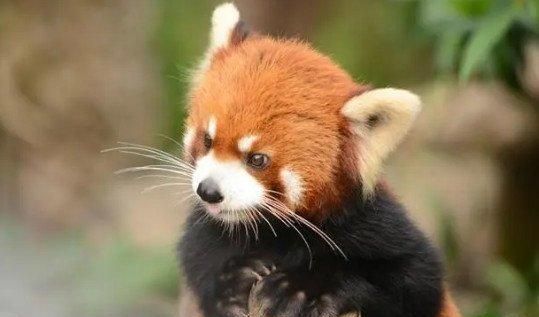 小浣熊是保护动物吗,个人能养吗