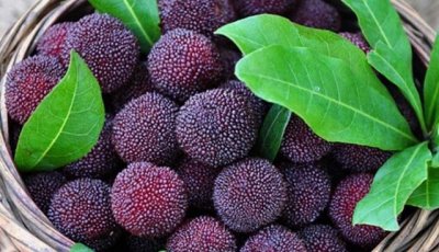 杨梅什么时候成熟,上饶铁山杨梅什么时候成熟?