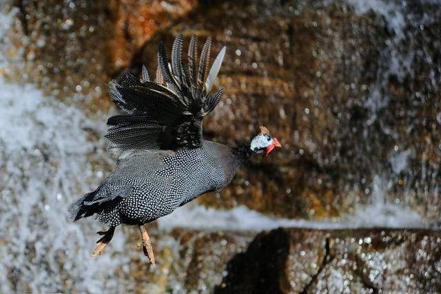 珍珠鸡的家常做法