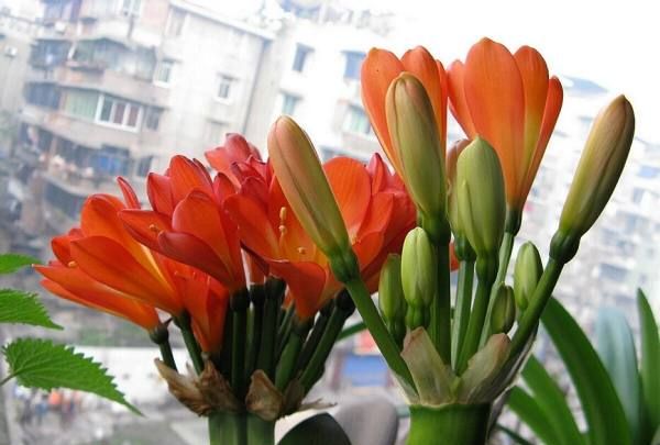 老鸦柿鹤顶红图片,有没有鹤顶红花图片图1