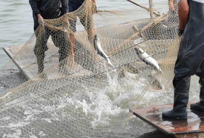 三天打渔还是打鱼