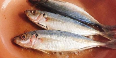 鳀鱼在中国叫什么鱼,青天烂鱼学名叫什么?