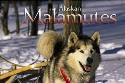 ​最著名的雪橇犬电影