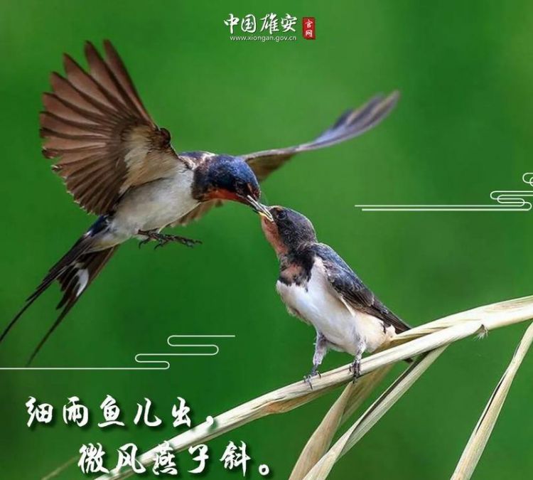 绝句中的泥融飞燕子中的泥融是什么意思