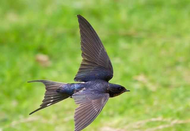 杜甫《绝句》迟日江山丽诗意全解