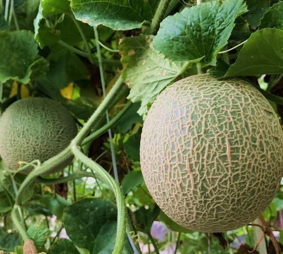 吃哈密瓜上火吗,为什么吃完哈密瓜嘴角和喉咙都会痛?而医生都说不会上火?图6