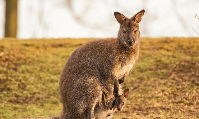 袋鼠可以通过尾巴干什么
