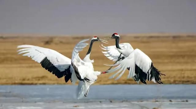 袋鼠可以通过尾巴干啥,袋鼠可以通过尾巴干什么?图4