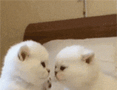 袋鼠可以通过尾巴干啥,袋鼠可以通过尾巴干什么?图3