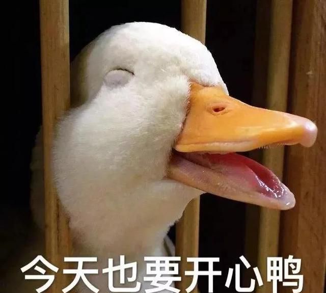 袋鼠可以通过尾巴干啥,袋鼠可以通过尾巴干什么?图5