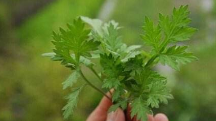 除虫菊真的驱蚊,菊花可以杀蚊子吗图1