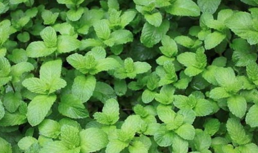 除虫菊真的驱蚊,菊花可以杀蚊子吗图4