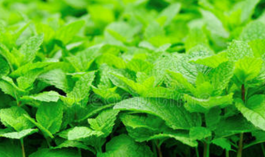 除虫菊真的驱蚊,菊花可以杀蚊子吗图5