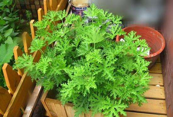 除虫菊真的驱蚊,菊花可以杀蚊子吗图2