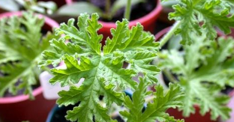 除虫菊真的驱蚊,菊花可以杀蚊子吗图3