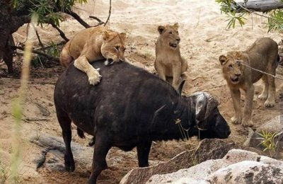 面面相觑是什么动物,带鼠字的成语三年级?