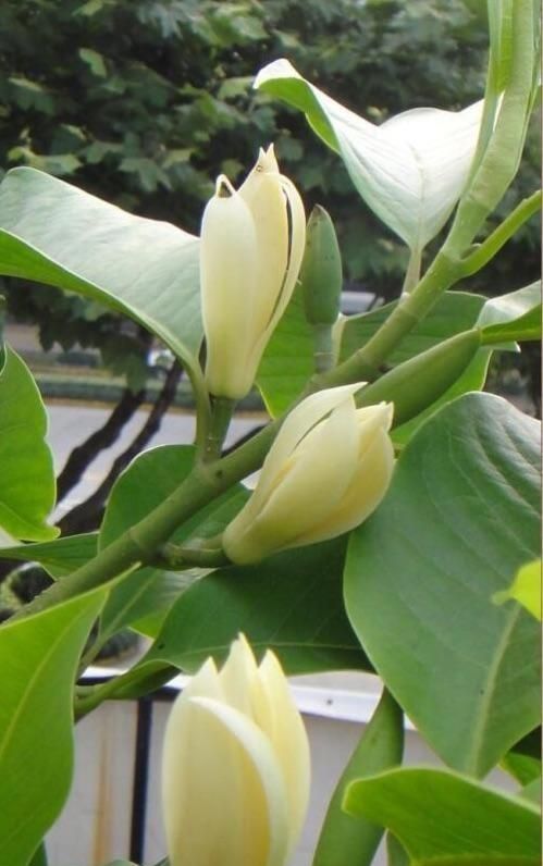 没有花语的花 白兰花:有多少种花有花语薄荷白玉兰的花语是什么呢