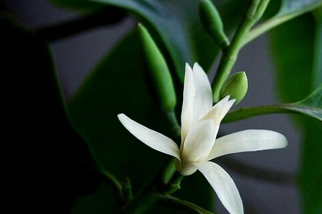 没有花语的花 白兰花:白兰花的花语是什么