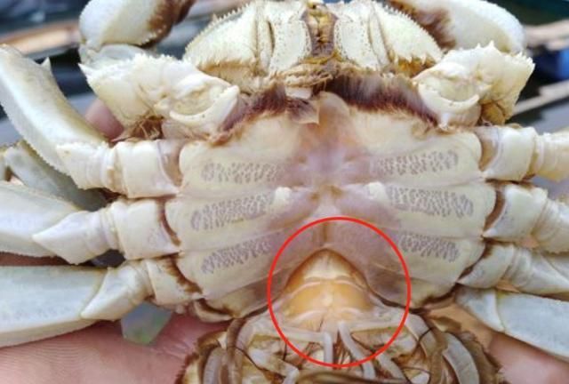 公螃蟹里面的黄色的是什么
