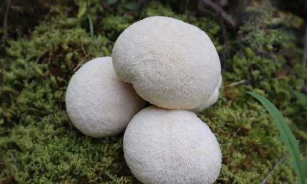 猴头菇变软了还能吃,去年人家送的干猴头菇硬硬的能吃吗图3