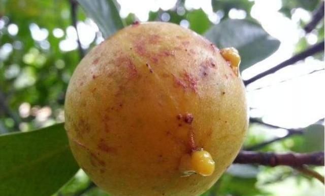 山竹外面有黄色的东西能吃吗