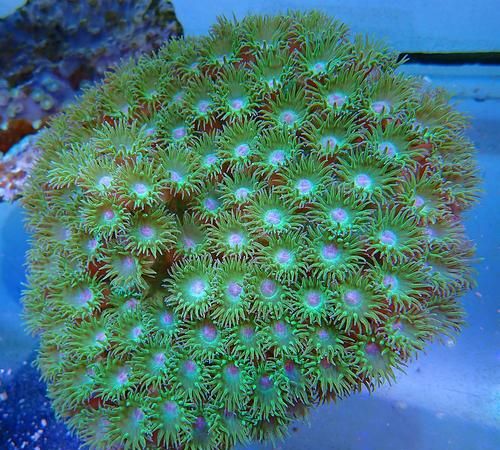 初一生物学中讲到的珊瑚是生物吗