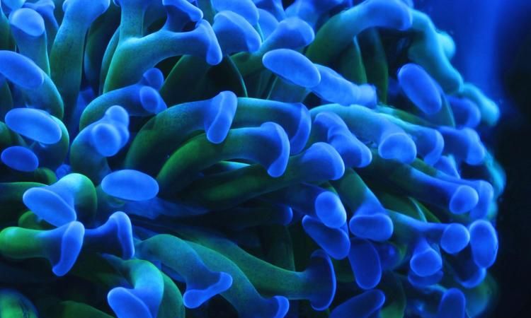 珊瑚属不属于生物