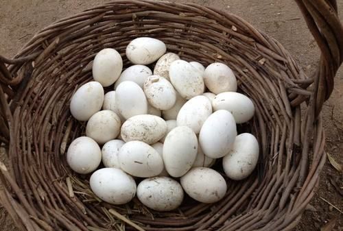 女人吃鸭蛋有什么好处吗,为什么老人说吃鸭蛋比鸡蛋好图2