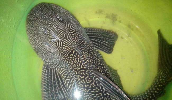 清道夫鱼能吃,清道夫鱼为什么不能吃清道夫图4