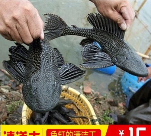 清道夫鱼为什么不能吃